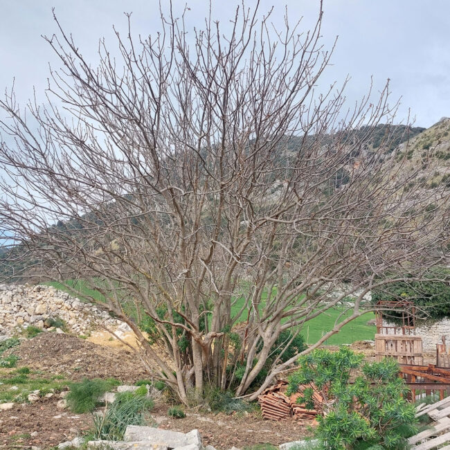 Albero di Pistacchi - Foto DARCH
