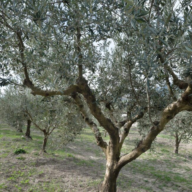 Ulivi - Foto di Sandro Scalia