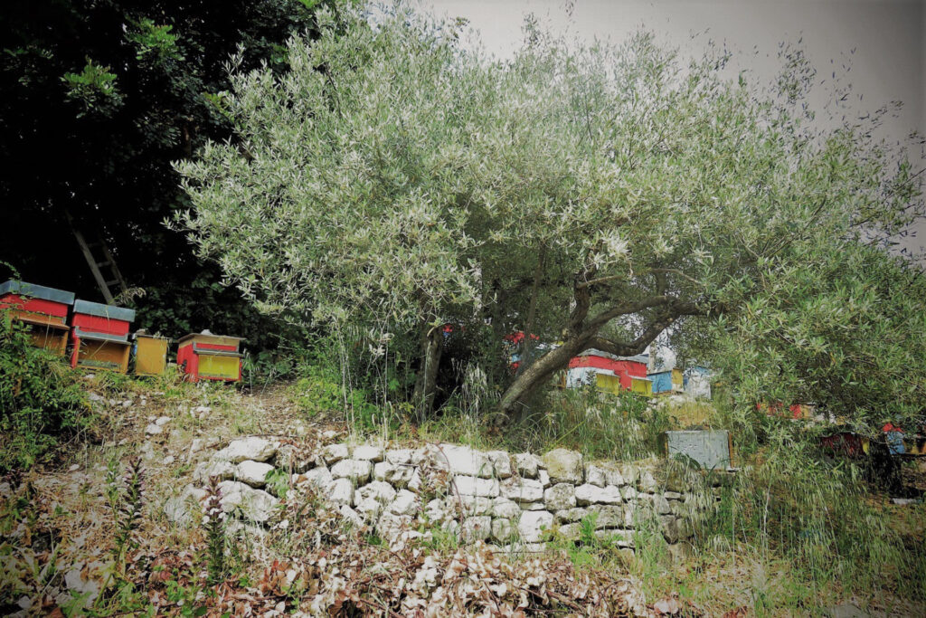 Il Miele - Foto Apiario Ciccarello
