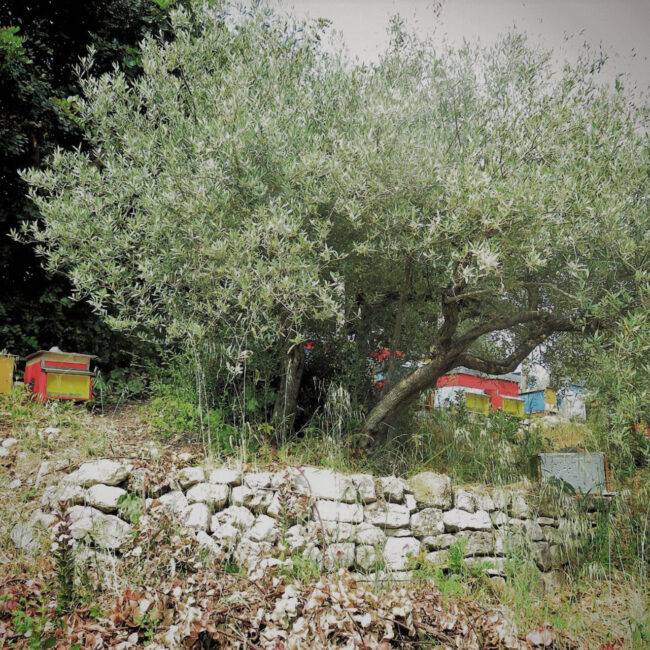 Il Miele - Foto Apiario Ciccarello