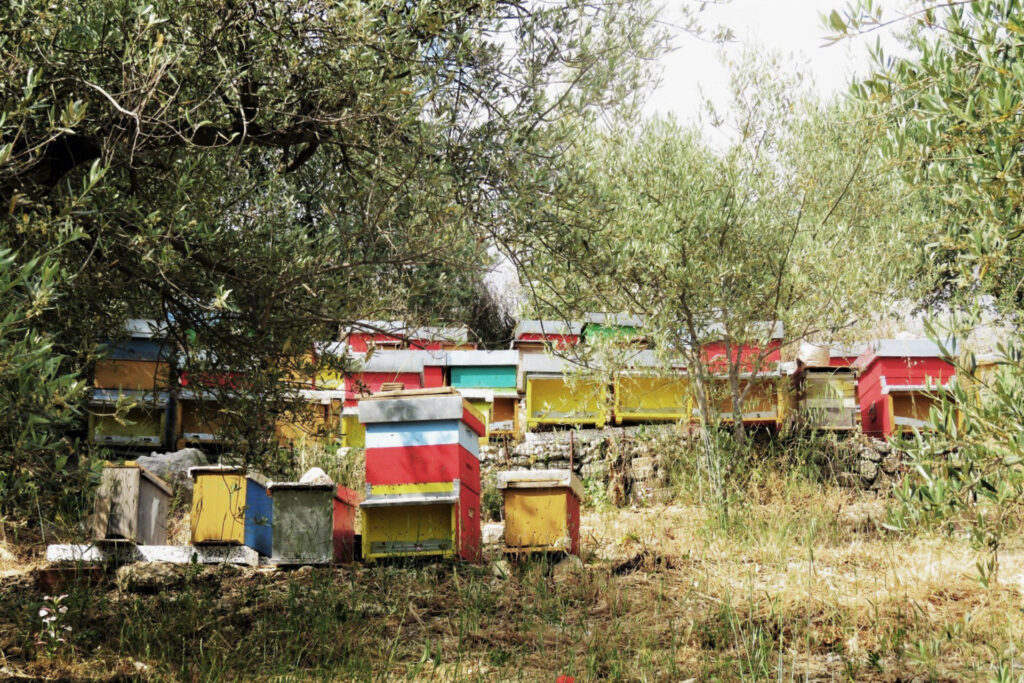 Il Miele - Foto Apiario Ciccarello