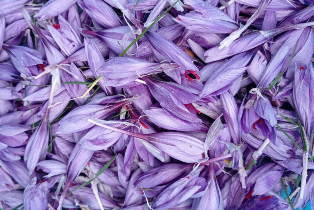 Fiori e Pistilli di Zafferano - Foto Di Leto