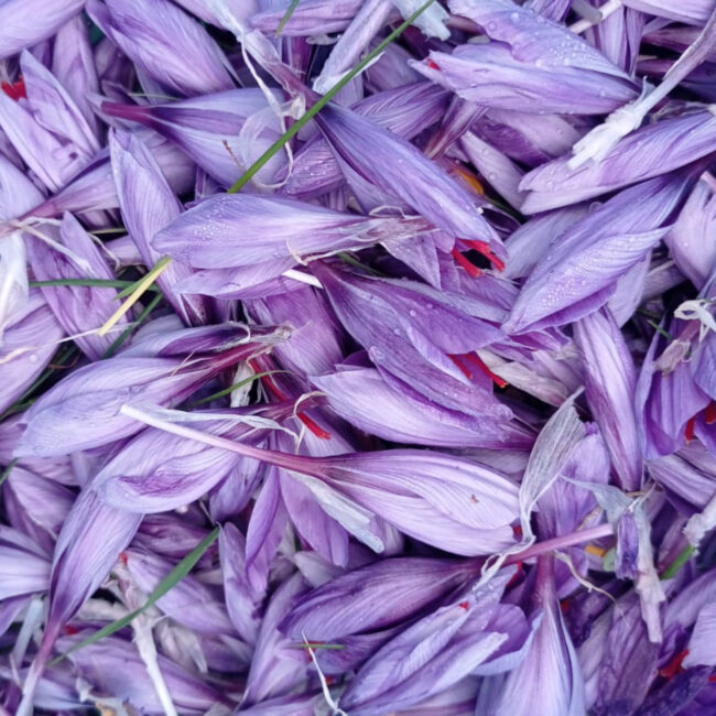 Fiori e Pistilli di Zafferano - Foto Di Leto