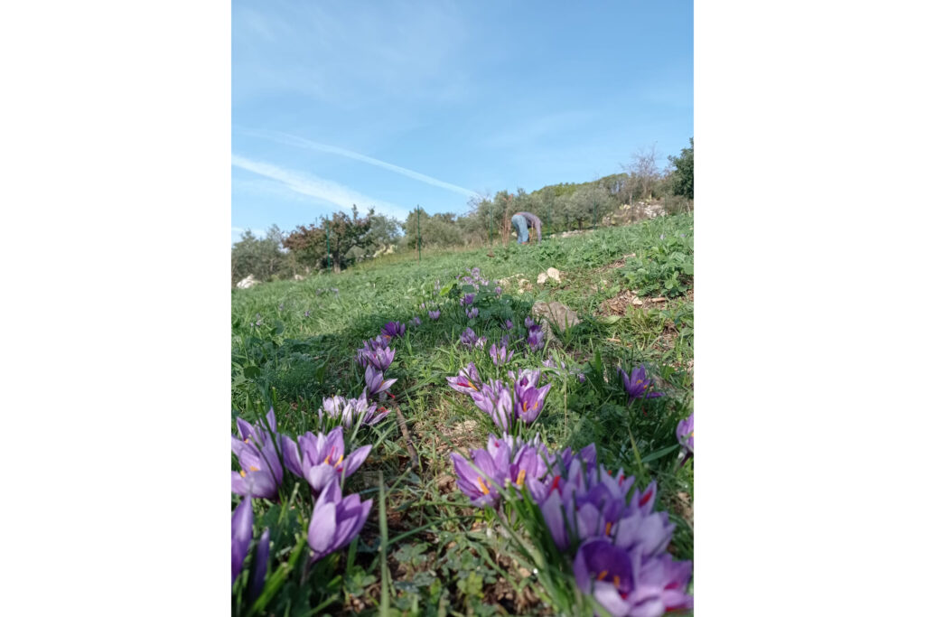 Fiori di Zafferano - Foto Di Leto