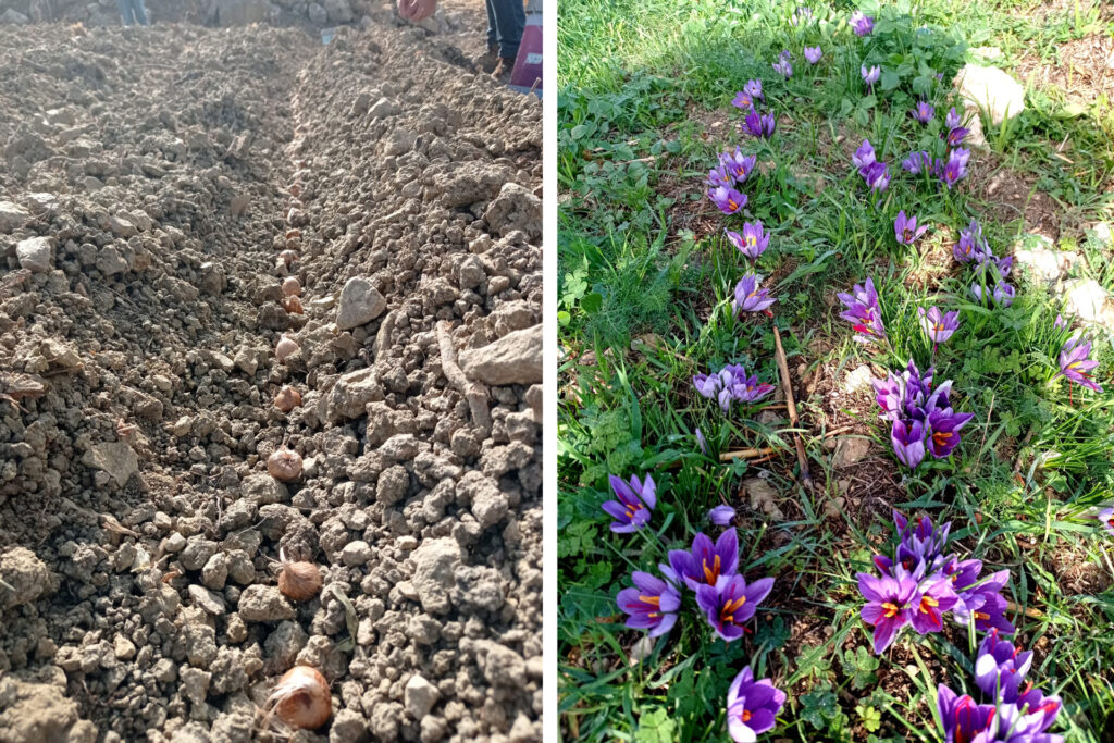 Fiori di Zafferano - Foto Di Leto