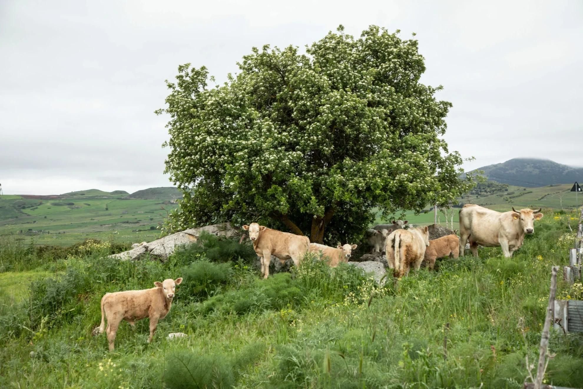 Terra di Pietre - Foto di Sandro Scalia